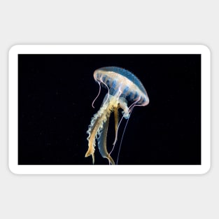 Mauve stinger jellyfish (C032/5362) Sticker